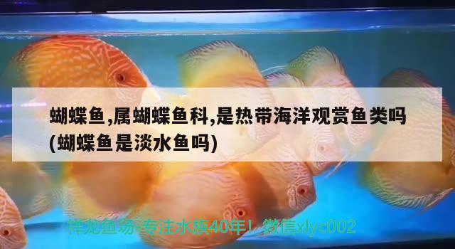 蝴蝶魚,屬蝴蝶魚科,是熱帶海洋觀賞魚類嗎(蝴蝶魚是淡水魚嗎) 蝴蝶鯉