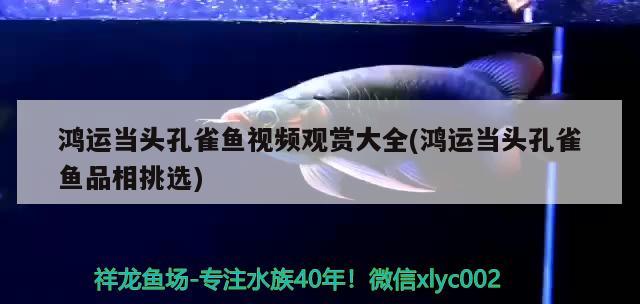 鴻運當頭孔雀魚視頻觀賞大全(鴻運當頭孔雀魚品相挑選)