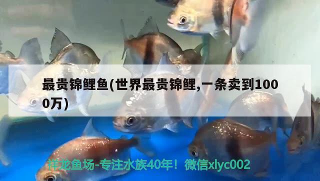 最貴錦鯉魚(世界最貴錦鯉,一條賣到1000萬) 觀賞魚