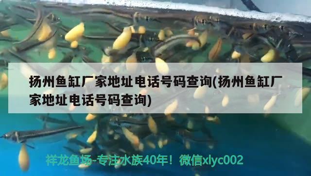 揚州魚缸廠家地址電話號碼查詢(揚州魚缸廠家地址電話號碼查詢) 帝王三間魚