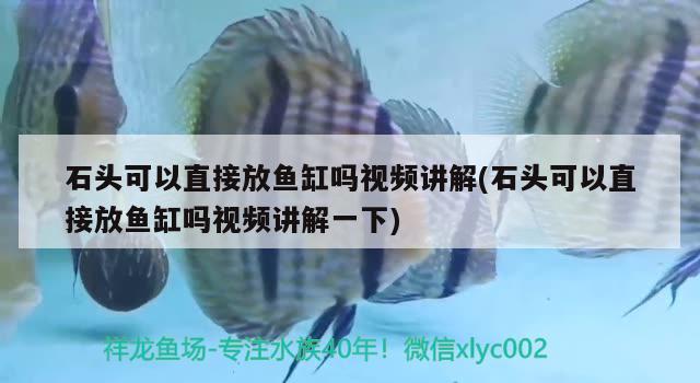 石頭可以直接放魚缸嗎視頻講解(石頭可以直接放魚缸嗎視頻講解一下) 錦鯉池魚池建設(shè)