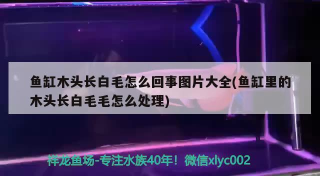 魚缸木頭長白毛怎么回事圖片大全(魚缸里的木頭長白毛毛怎么處理) 帝王血鉆