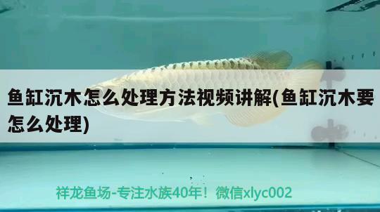 魚缸沉木怎么處理方法視頻講解(魚缸沉木要怎么處理)