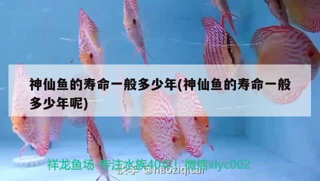 神仙魚的壽命一般多少年(神仙魚的壽命一般多少年呢) 觀賞魚