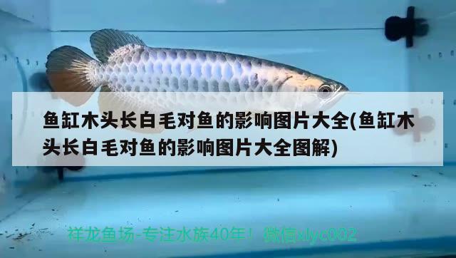 魚缸木頭長白毛對魚的影響圖片大全(魚缸木頭長白毛對魚的影響圖片大全圖解)