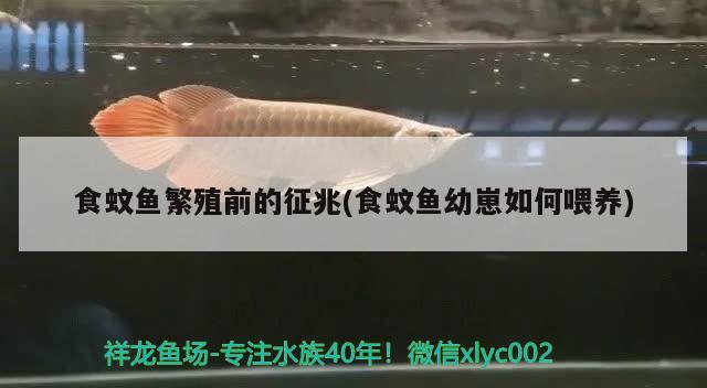 食蚊魚繁殖前的征兆(食蚊魚幼崽如何喂養(yǎng))