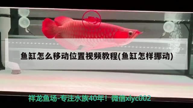 魚缸怎么移動(dòng)位置視頻教程(魚缸怎樣挪動(dòng)) 銀龍魚