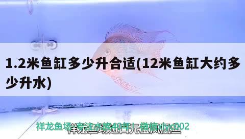 1.2米魚缸多少升合適(12米魚缸大約多少升水)