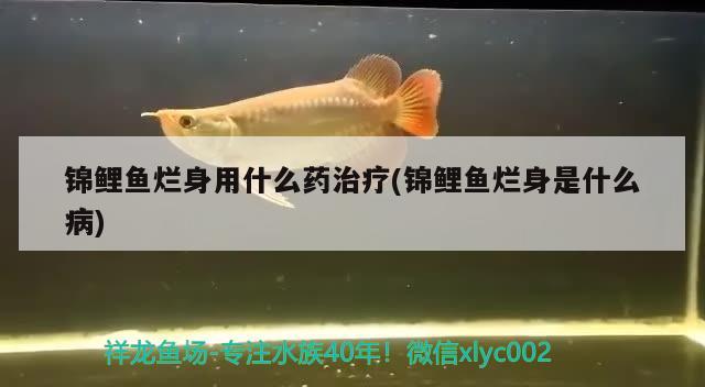 錦鯉魚爛身用什么藥治療(錦鯉魚爛身是什么病) 觀賞魚 第4張