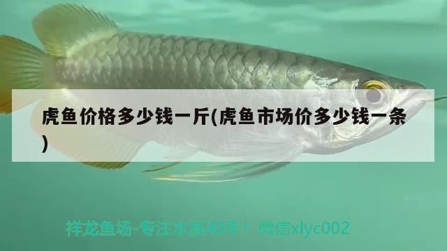 虎魚價(jià)格多少錢一斤(虎魚市場價(jià)多少錢一條)