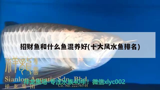 招財魚和什么魚混養(yǎng)好(十大風(fēng)水魚排名)