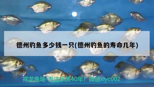 德州豹魚多少錢一只(德州豹魚的壽命幾年) 觀賞魚