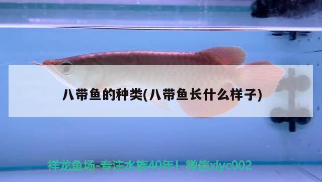 八帶魚的種類(八帶魚長什么樣子) 觀賞魚