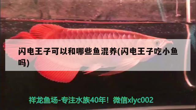 閃電王子可以和哪些魚混養(yǎng)(閃電王子吃小魚嗎)