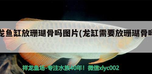 龍魚(yú)缸放珊瑚骨嗎圖片(龍缸需要放珊瑚骨嗎)