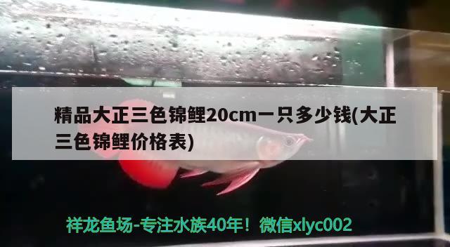 精品大正三色錦鯉20cm一只多少錢(大正三色錦鯉價格表)