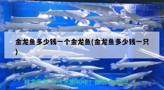 金龍魚多少錢一個金龍魚(金龍魚多少錢一只)