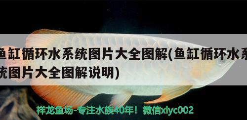 魚缸循環(huán)水系統(tǒng)圖片大全圖解(魚缸循環(huán)水系統(tǒng)圖片大全圖解說明)