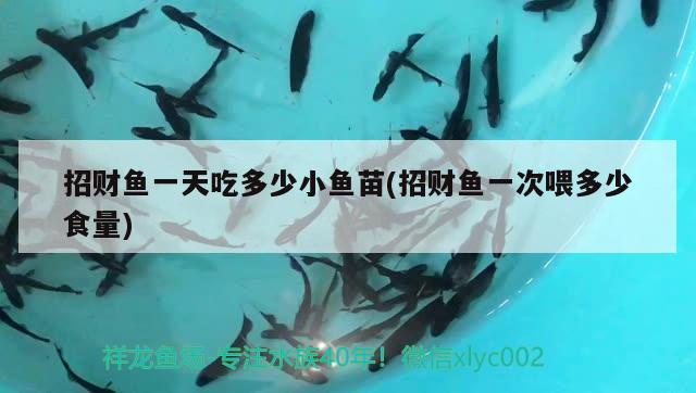 招財魚一天吃多少小魚苗(招財魚一次喂多少食量) 觀賞魚