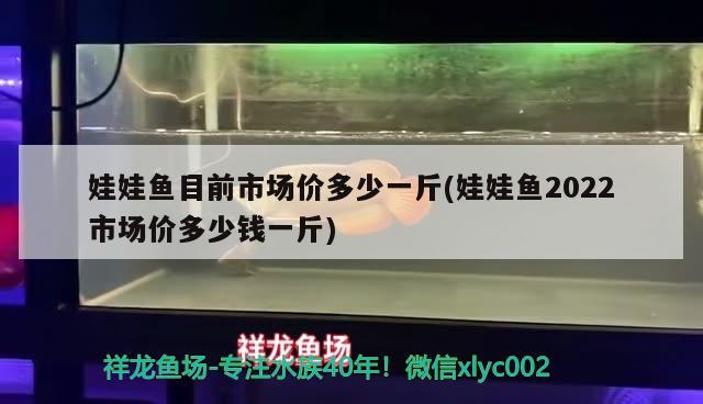 娃娃魚目前市場價多少一斤(娃娃魚2022市場價多少錢一斤)