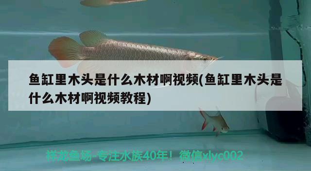 魚(yú)缸里木頭是什么木材啊視頻(魚(yú)缸里木頭是什么木材啊視頻教程)