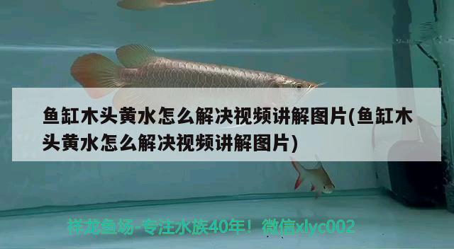 魚缸木頭黃水怎么解決視頻講解圖片(魚缸木頭黃水怎么解決視頻講解圖片)