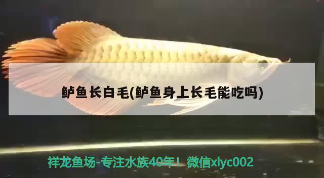 鱸魚長白毛(鱸魚身上長毛能吃嗎) 觀賞魚