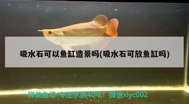 吸水石可以魚(yú)缸造景嗎(吸水石可放魚(yú)缸嗎) 虎紋銀版魚(yú)