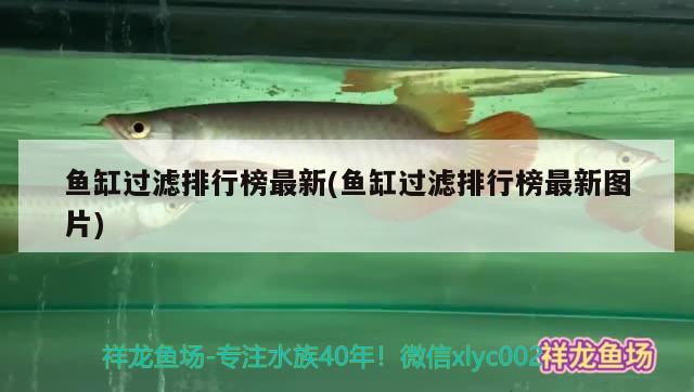 魚(yú)缸過(guò)濾排行榜最新(魚(yú)缸過(guò)濾排行榜最新圖片) 觀賞魚(yú)水族批發(fā)市場(chǎng)