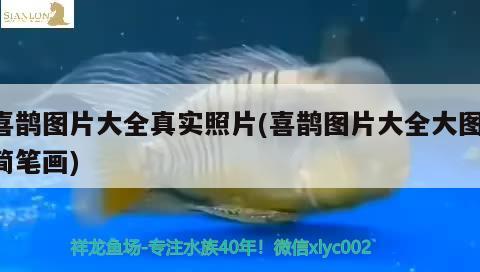 喜鵲圖片大全真實(shí)照片(喜鵲圖片大全大圖簡筆畫) 觀賞魚