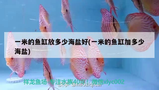 一米的魚缸放多少海鹽好(一米的魚缸加多少海鹽) 斑馬鴨嘴魚苗