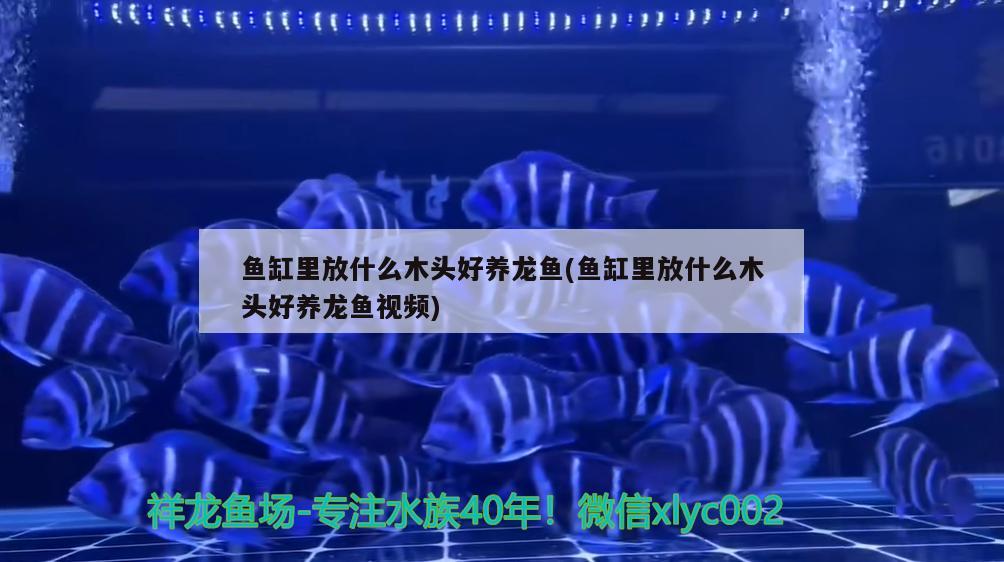 魚缸里放什么木頭好養(yǎng)龍魚(魚缸里放什么木頭好養(yǎng)龍魚視頻)