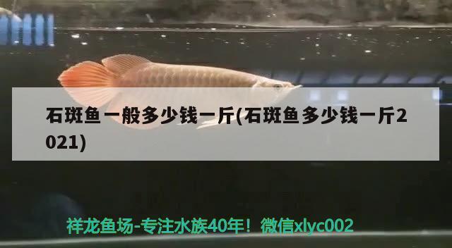 石斑魚(yú)一般多少錢(qián)一斤(石斑魚(yú)多少錢(qián)一斤2021) 觀賞魚(yú)