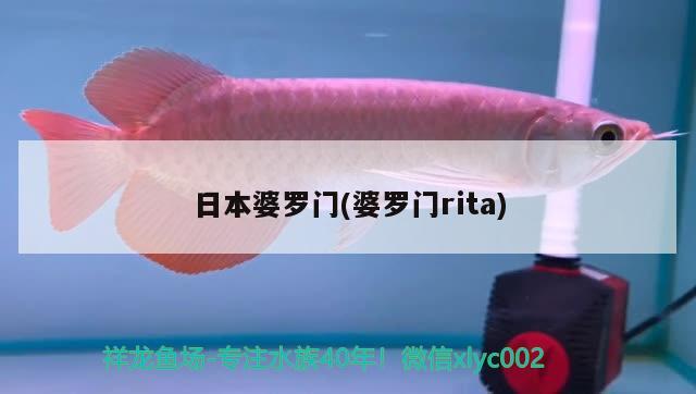 日本婆羅門(婆羅門rita) 觀賞魚