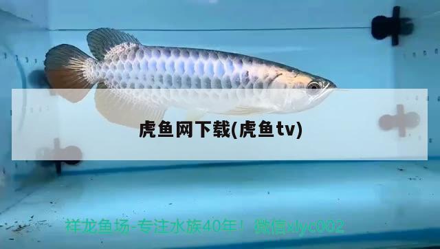 虎魚網(wǎng)下載(虎魚tv)