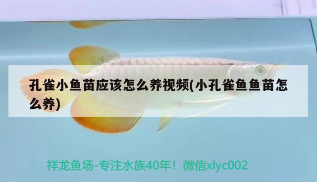 孔雀小魚苗應(yīng)該怎么養(yǎng)視頻(小孔雀魚魚苗怎么養(yǎng))