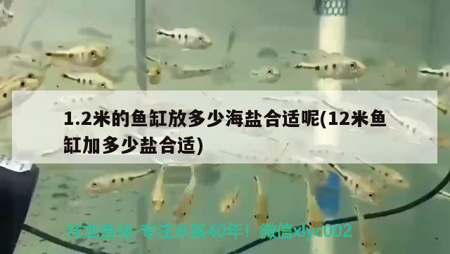 1.2米的魚(yú)缸放多少海鹽合適呢(12米魚(yú)缸加多少鹽合適)