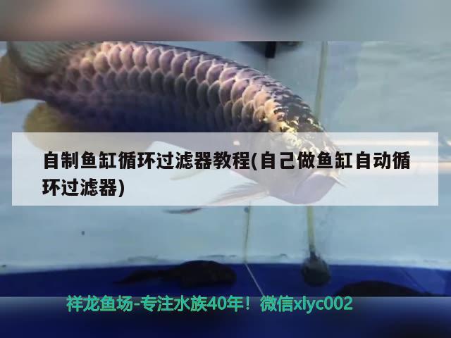 自制魚缸循環(huán)過濾器教程(自己做魚缸自動循環(huán)過濾器) 金老虎魚