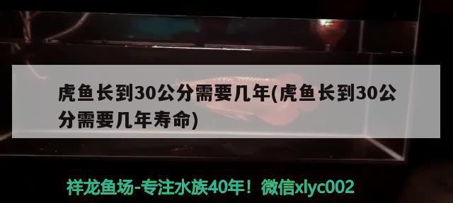 虎魚長到30公分需要幾年(虎魚長到30公分需要幾年壽命)