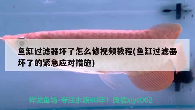 魚缸過濾器壞了怎么修視頻教程(魚缸過濾器壞了的緊急應(yīng)對(duì)措施) 球鯊魚