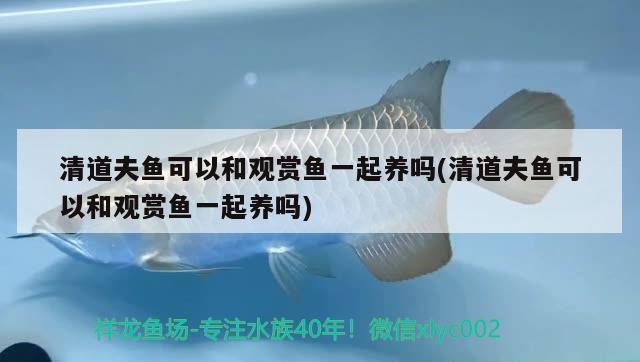 清道夫魚可以和觀賞魚一起養(yǎng)嗎(清道夫魚可以和觀賞魚一起養(yǎng)嗎)