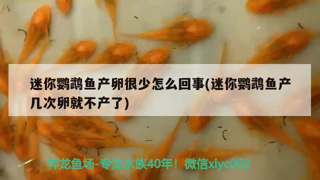 迷你鸚鵡魚產(chǎn)卵很少怎么回事(迷你鸚鵡魚產(chǎn)幾次卵就不產(chǎn)了) 鸚鵡魚