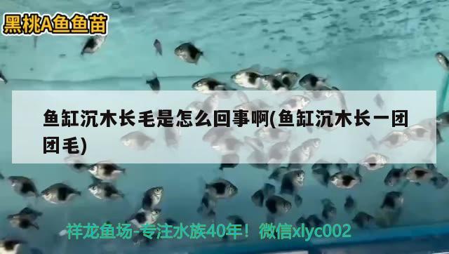 魚缸沉木長毛是怎么回事啊(魚缸沉木長一團團毛)