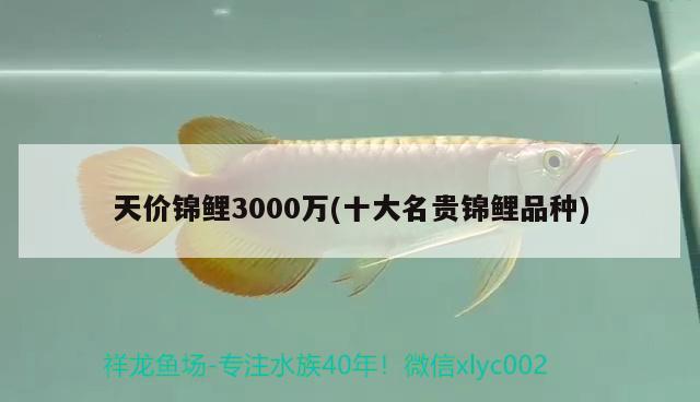 天價錦鯉3000萬(十大名貴錦鯉品種) 觀賞魚