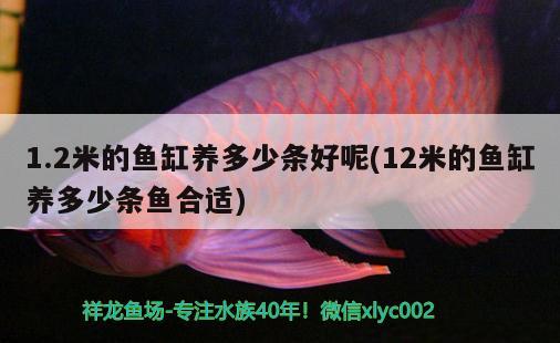 1.2米的魚缸養(yǎng)多少條好呢(12米的魚缸養(yǎng)多少條魚合適)