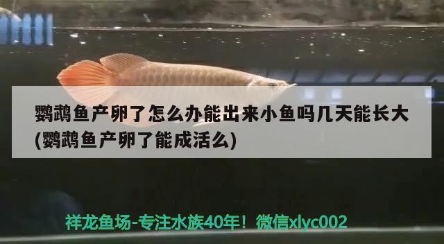 鸚鵡魚產(chǎn)卵了怎么辦能出來小魚嗎幾天能長大(鸚鵡魚產(chǎn)卵了能成活么) 鸚鵡魚