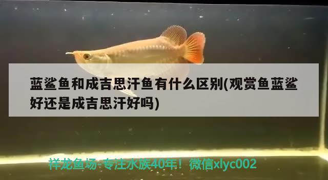 藍(lán)鯊魚(yú)和成吉思汗魚(yú)有什么區(qū)別(觀賞魚(yú)藍(lán)鯊好還是成吉思汗好嗎) 觀賞魚(yú)