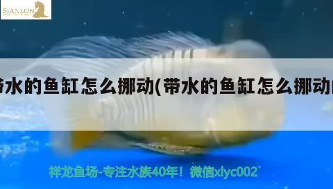 帶水的魚缸怎么挪動(dòng)(帶水的魚缸怎么挪動(dòng)的) 蝴蝶鯉