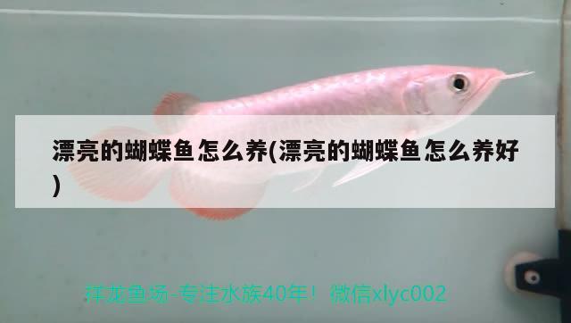 漂亮的蝴蝶魚(yú)怎么養(yǎng)(漂亮的蝴蝶魚(yú)怎么養(yǎng)好)