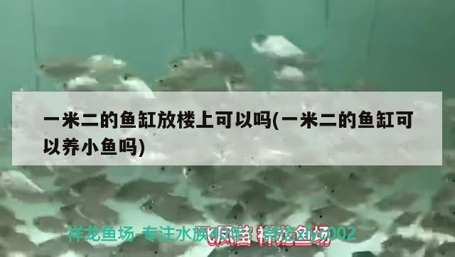 一米二的魚(yú)缸放樓上可以嗎(一米二的魚(yú)缸可以養(yǎng)小魚(yú)嗎)